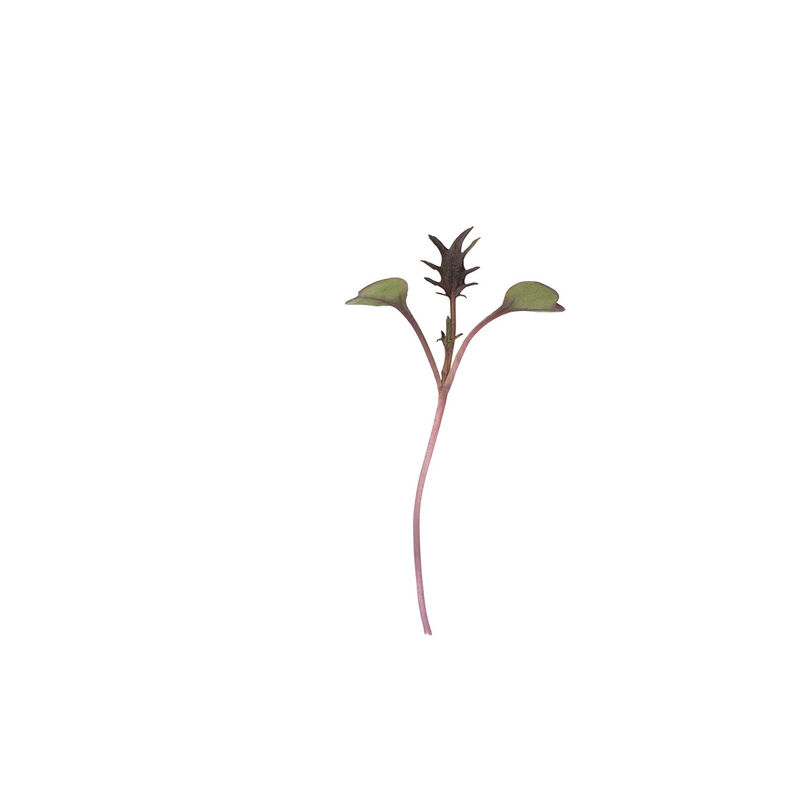 Kale, Purple Reign Microgreen Vegetables