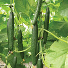 Sashimi Seedless and Thin-skinned Cucumbers