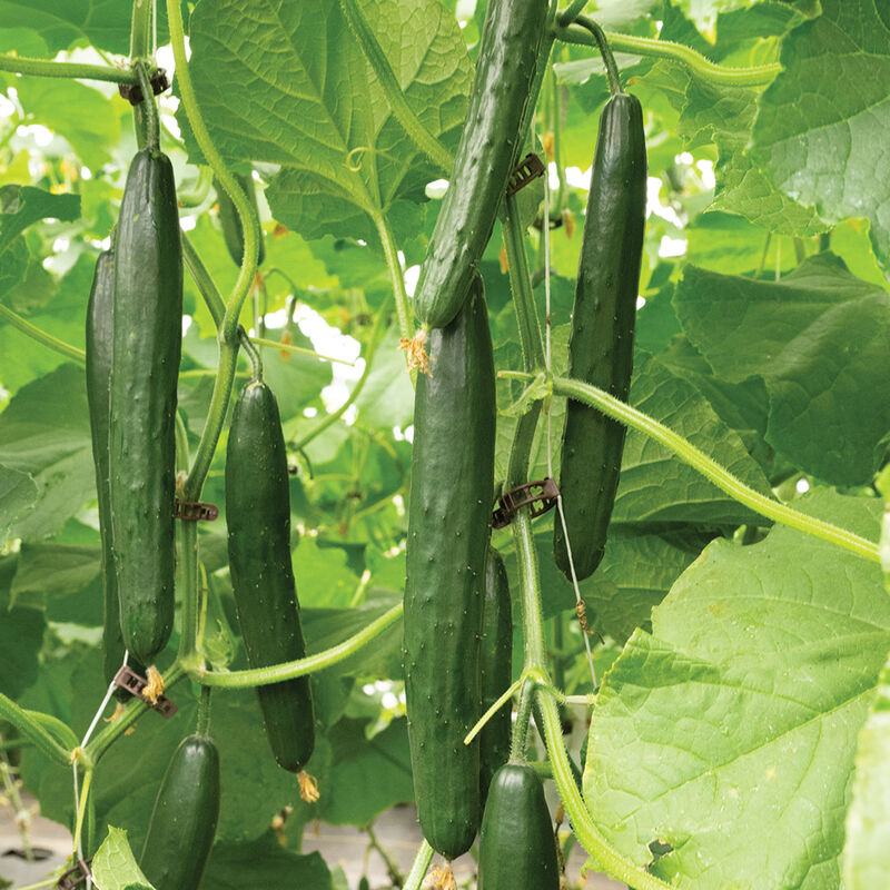Sashimi Seedless and Thin-skinned Cucumbers