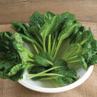 Tatsoi Asian Greens
