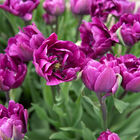 Negrita Double Tulips