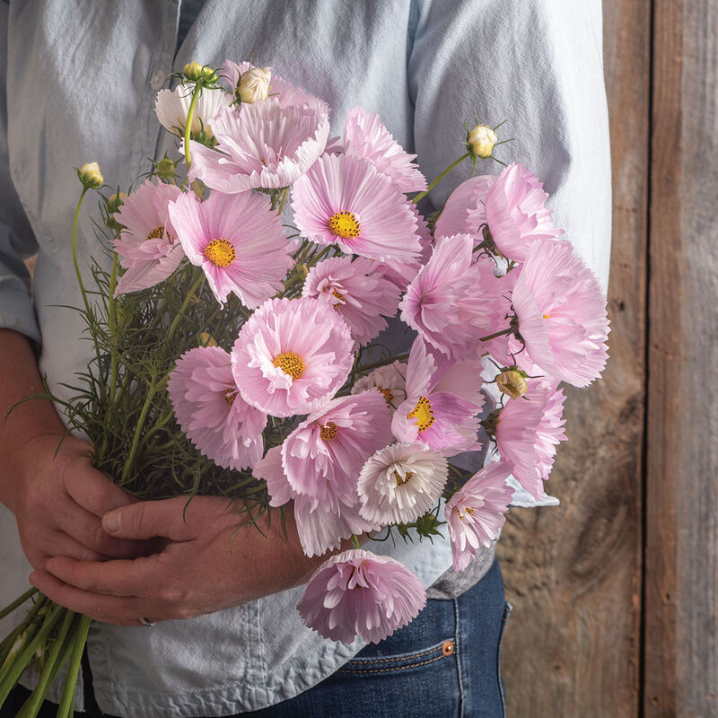 Cupcakes Blush Cosmos