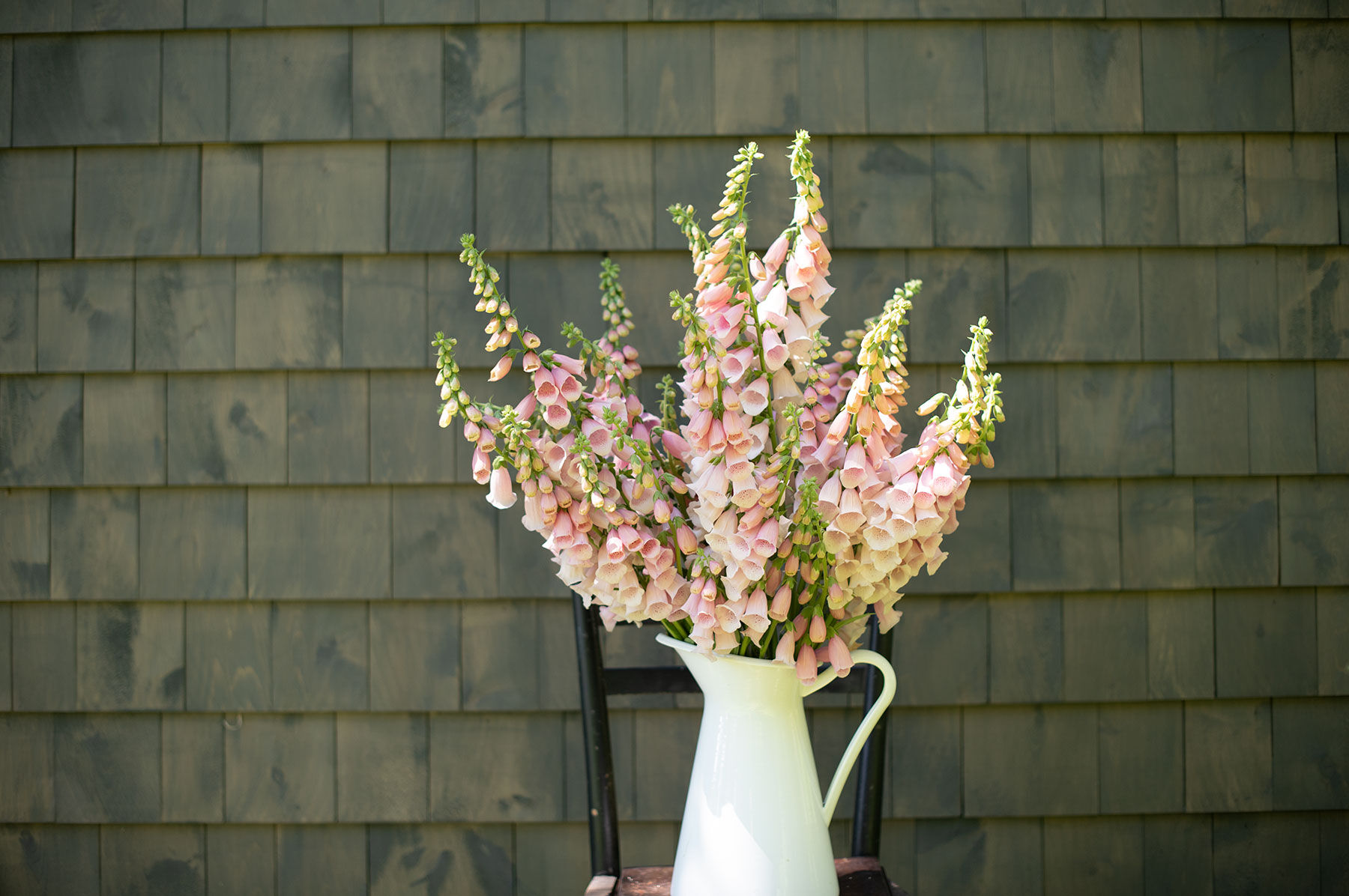 Pink Gin Digitalis (Foxglove)