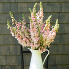 Pink Gin Pink Gin Digitalis (Foxglove)