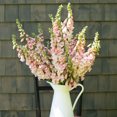 Pink Gin Digitalis (Foxglove)