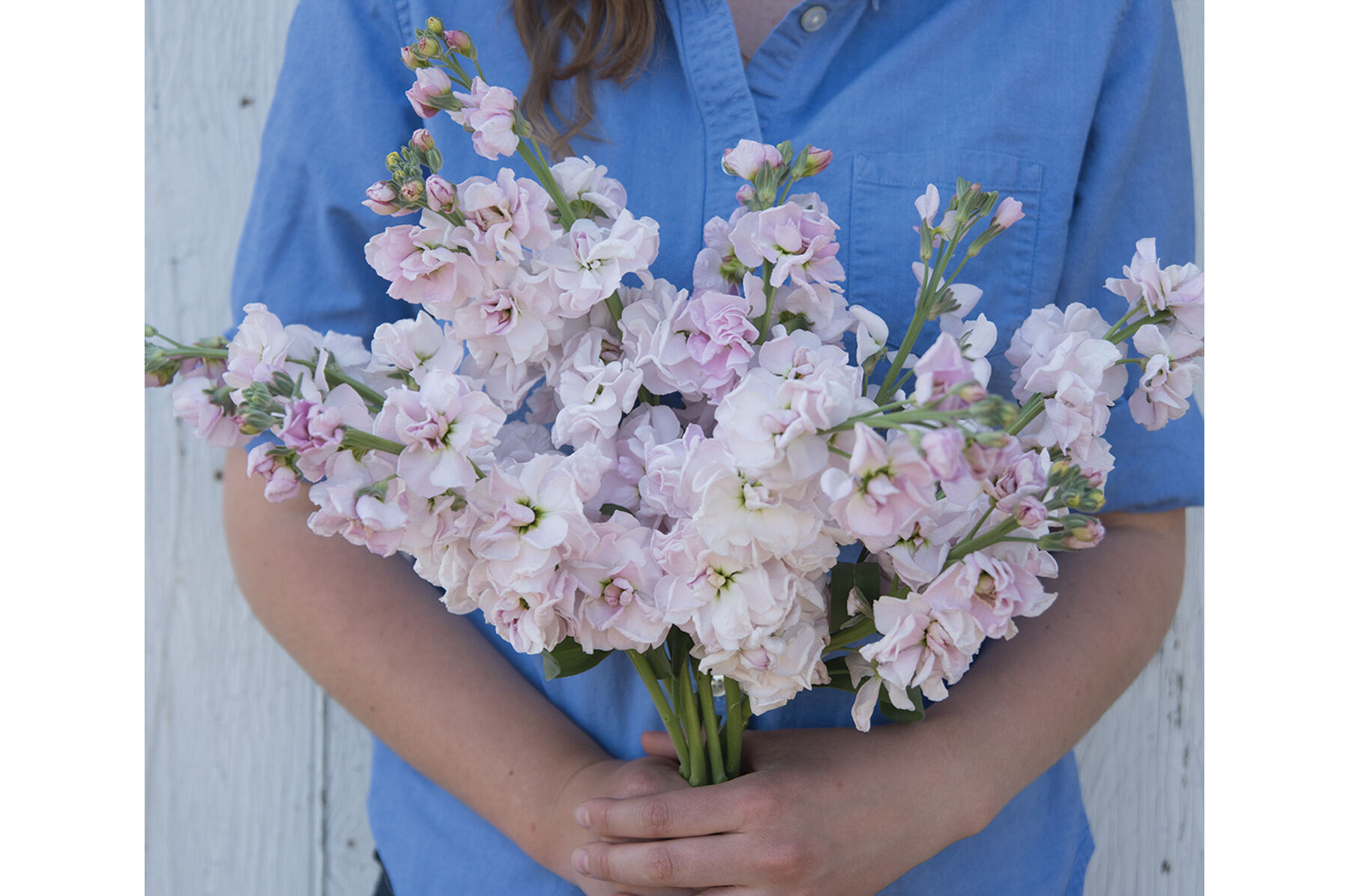 Sakura sales bloom rye