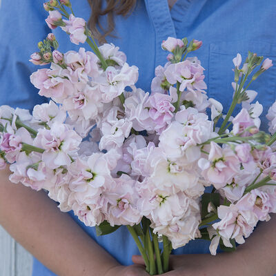 Katz Cherry Blossom Katz Cherry Blossom Stock
