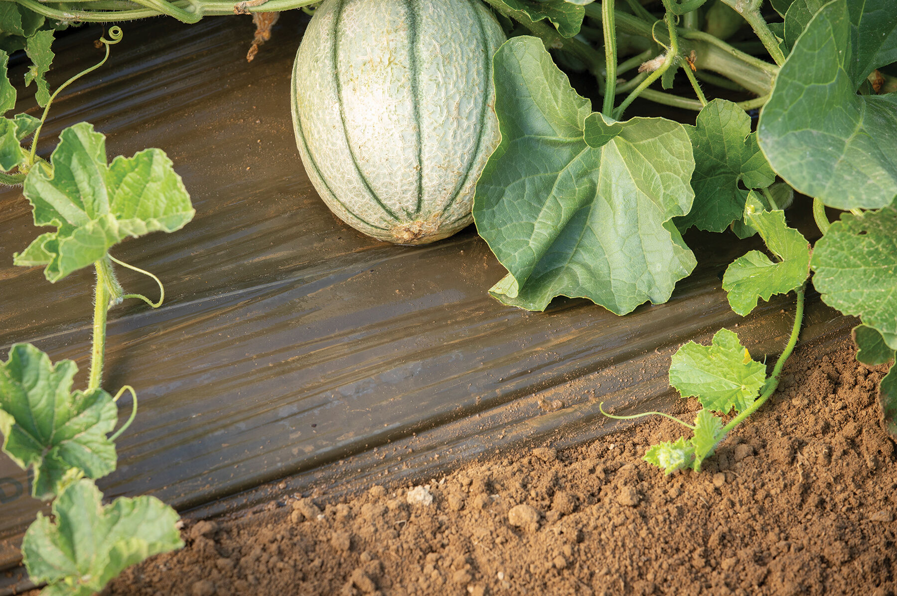 Solar Mulch &ndash; 4' x 50' Mulch Films