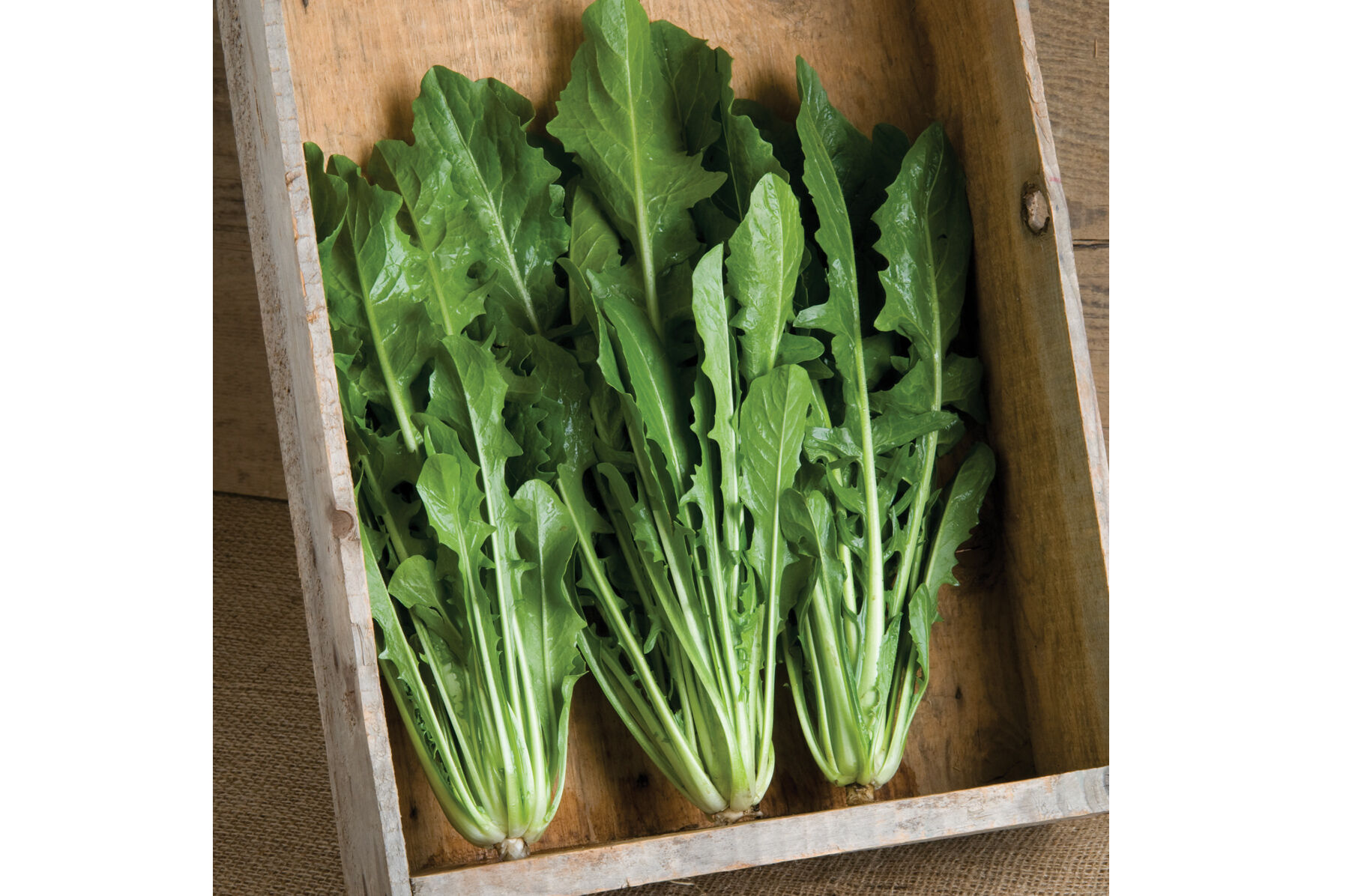 Catalogna Special Italian Dandelion