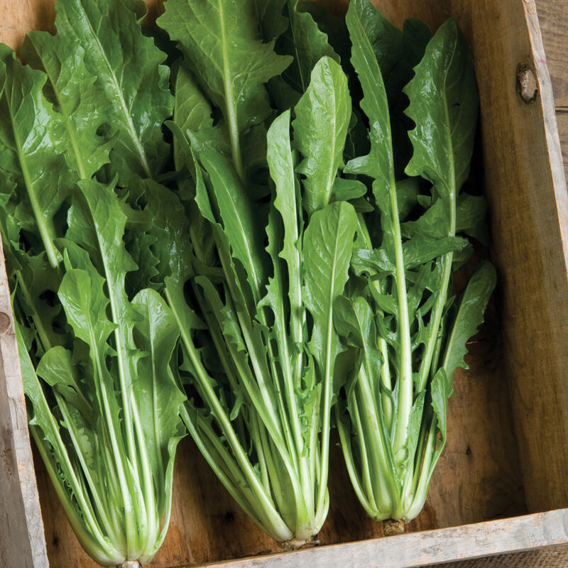Catalogna Special Catalogna Special Italian Dandelion