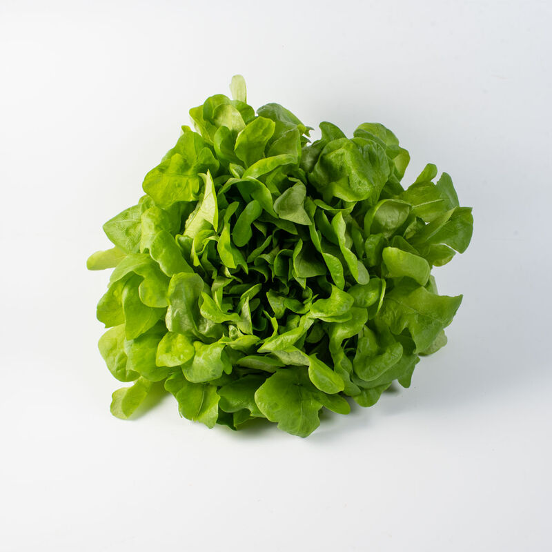 Salanova® Hydroponic Green Oakleaf Salanova® Lettuce