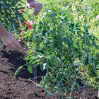 Tomato Cages – 40" Cages & Fences