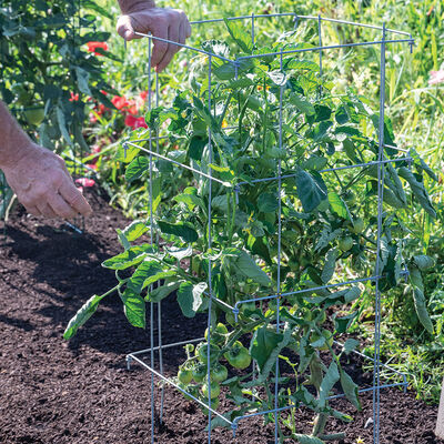 Tomato Cages – 40" Cages & Fences