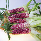 Ultra Violet Sweet Corn