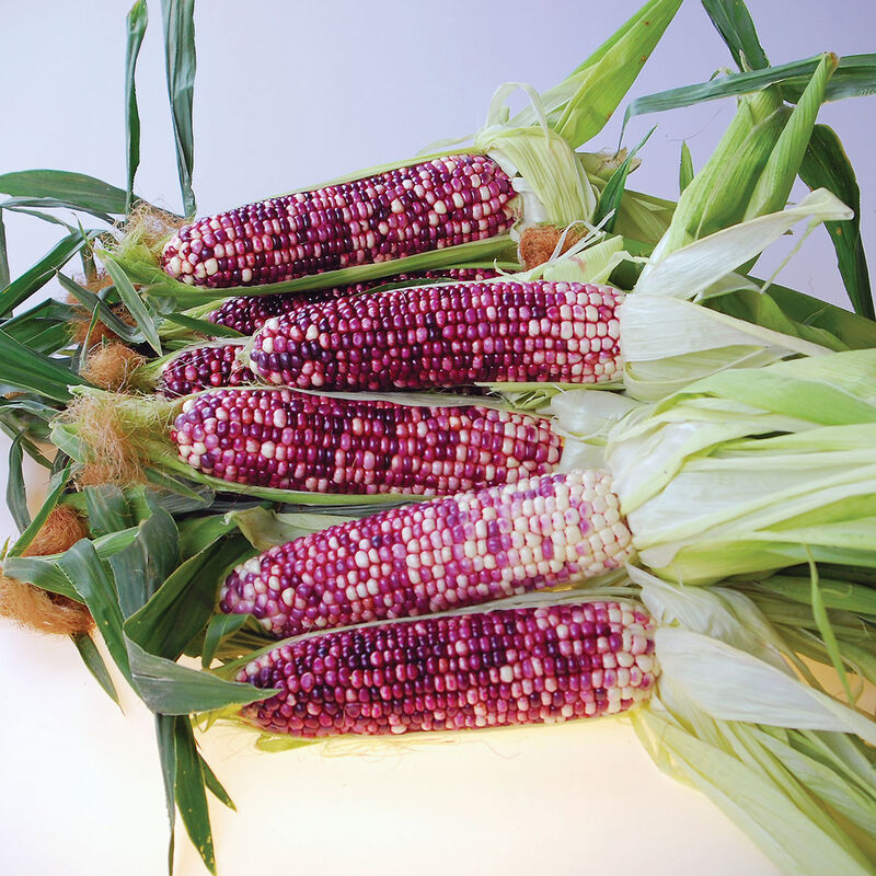 Ultra Violet Sweet Corn