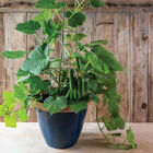 Quick Snack Specialty Cucumbers