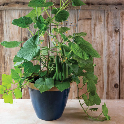 Quick Snack Specialty Cucumbers
