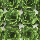 Rabello Romaine Lettuce (Cos)