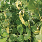 Golden Sweet Snow Peas