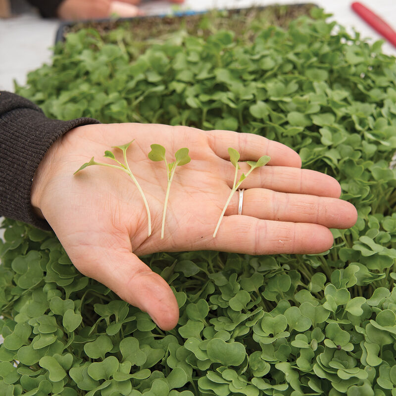 Broccoli Microgreen Vegetables