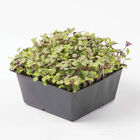 5x5 Inserts – 100 Count Microgreens Supplies