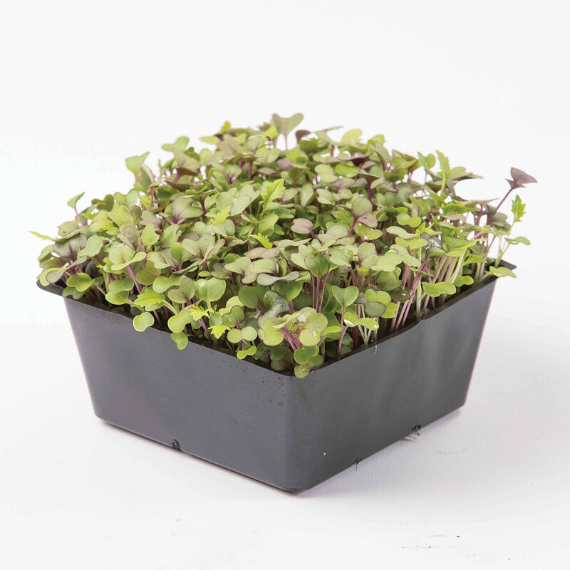 5x5 Inserts – 5 Count Microgreens Supplies