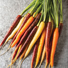 Glow Stix Sunrise Mix Colored Carrots