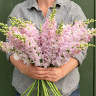 Legend™ Light Pink Legend™ Light Pink Snapdragon