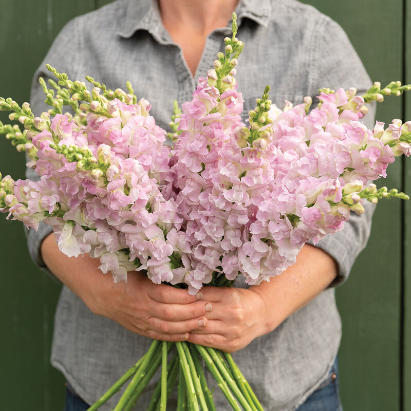 Legend™ Light Pink Legend™ Light Pink Snapdragon