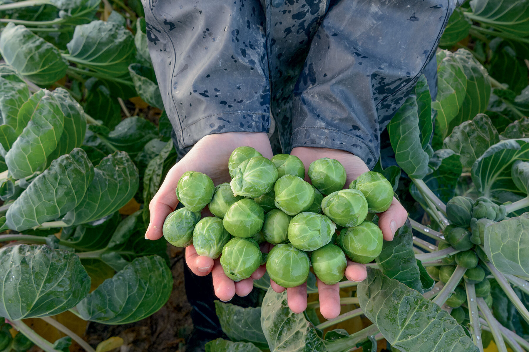 Attis Brussels Sprouts