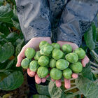 Attis Brussels Sprouts