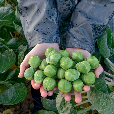 Attis Brussels Sprouts