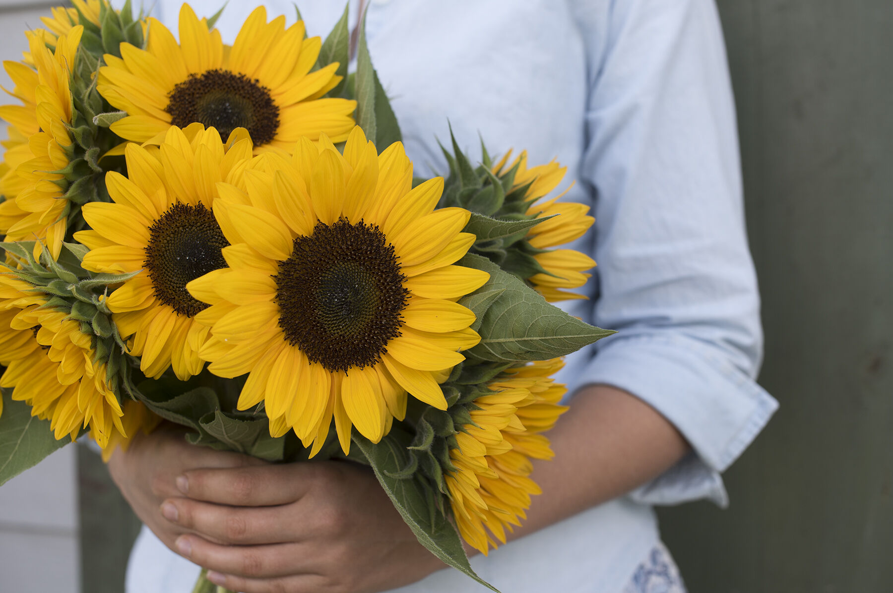 Sunrich Orange Summer - Sunflower Seed | Johnny's Selected Seeds