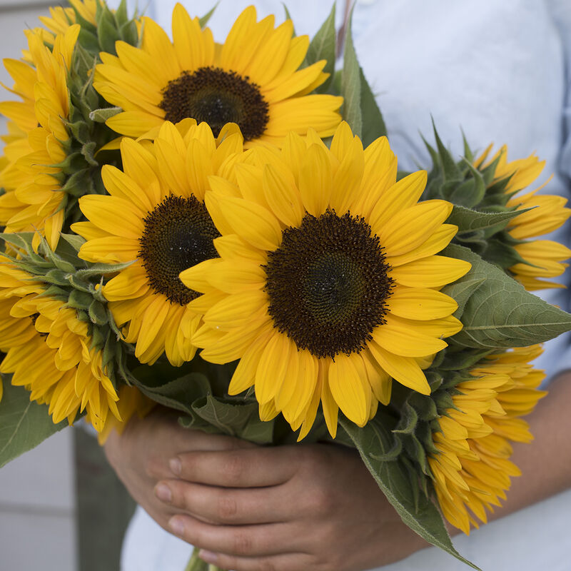 Sunrich Orange Summer Sunrich Orange Summer Tall Sunflowers