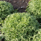 Benefine Endive