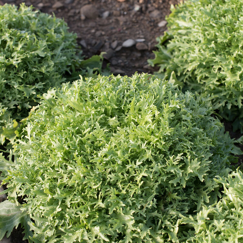 Benefine Endive