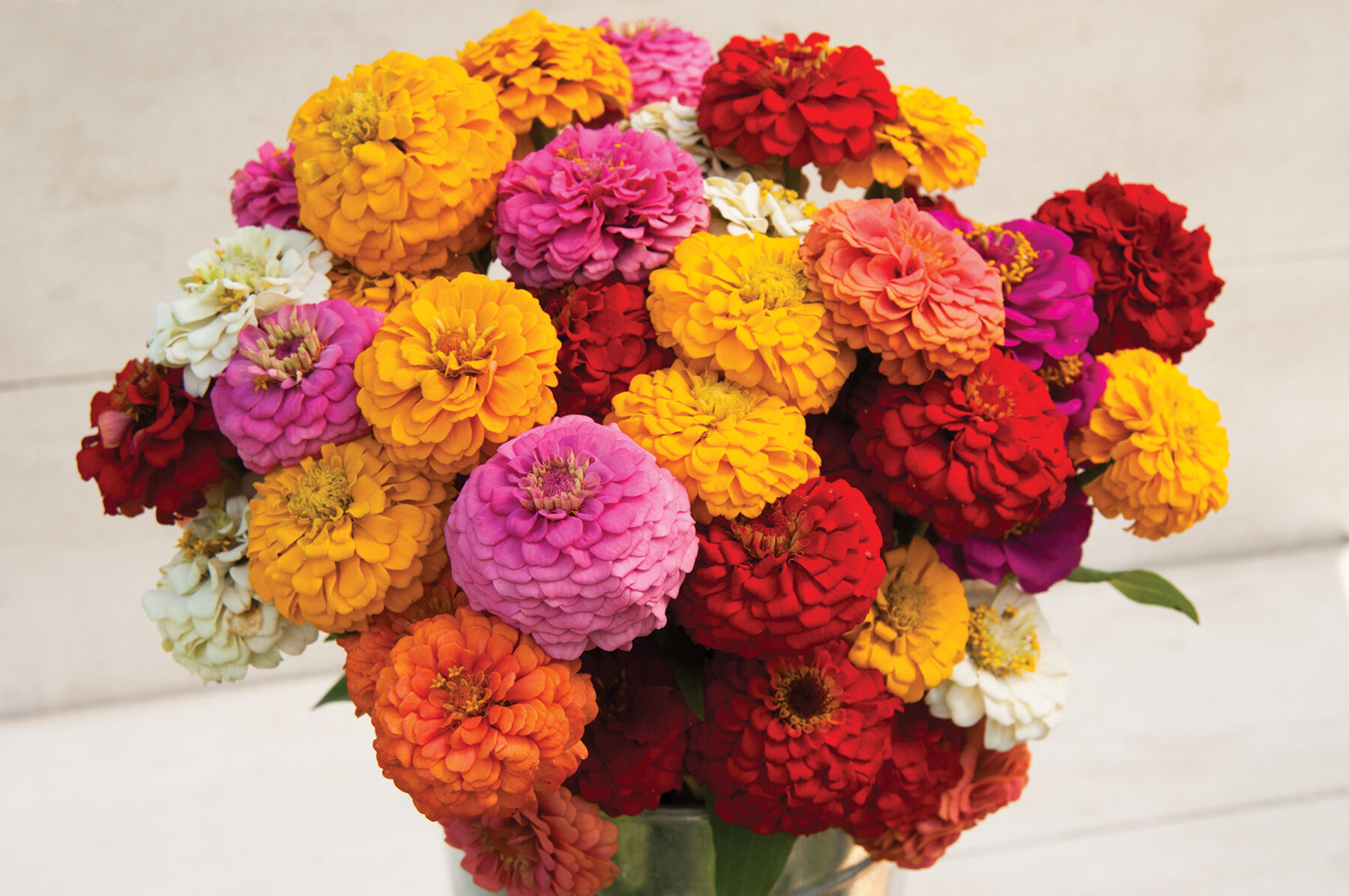 Oklahoma Formula Mix Improved Zinnia | Johnny's Selected Seeds