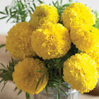 Giant Yellow Marigold