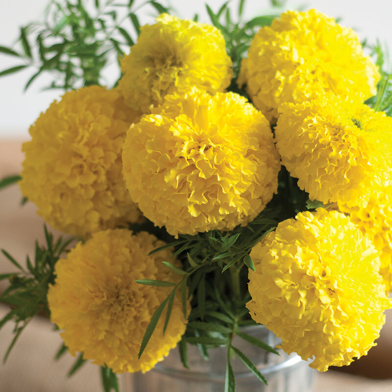 Giant Yellow - Marigold Seed | Johnny's Selected Seeds