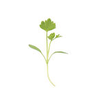 Cutting Celery Microgreen Herbs