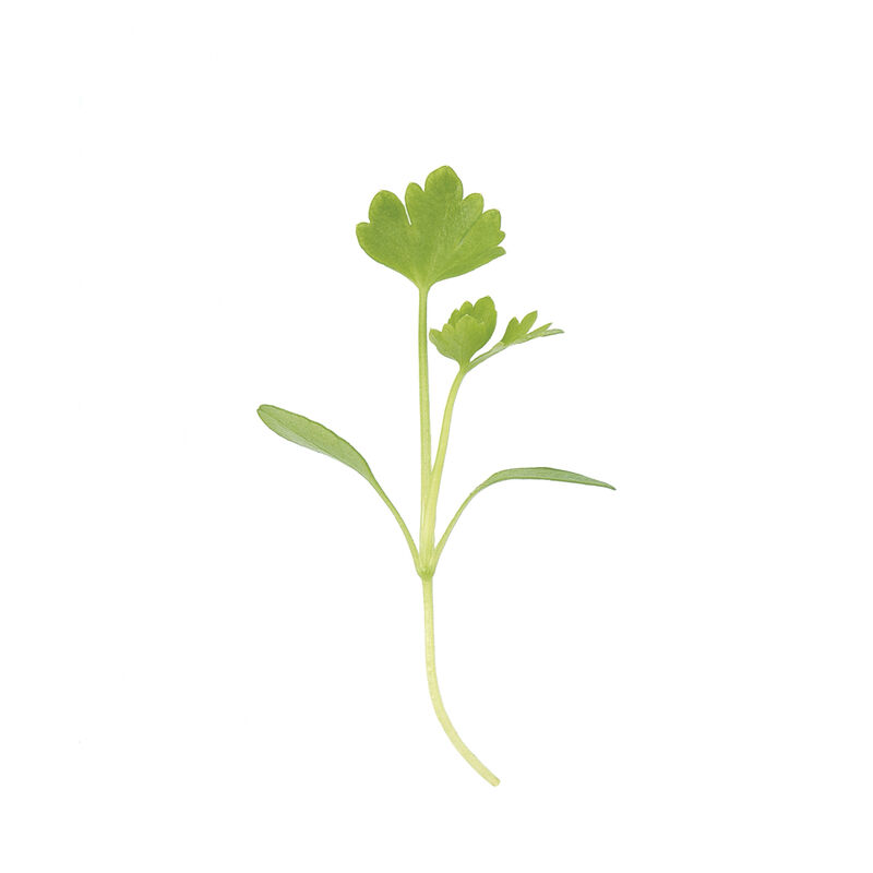 Cutting Celery Microgreen Herbs