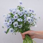 Penny™ Marina Viola (Pansy)