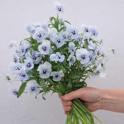 Penny™ Marina Viola (Pansy)