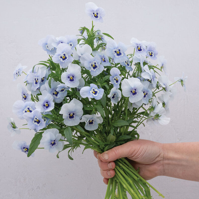 Penny™ Marina Viola (Pansy)