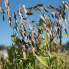 Northern Sea Oats Grasses, Ornamental