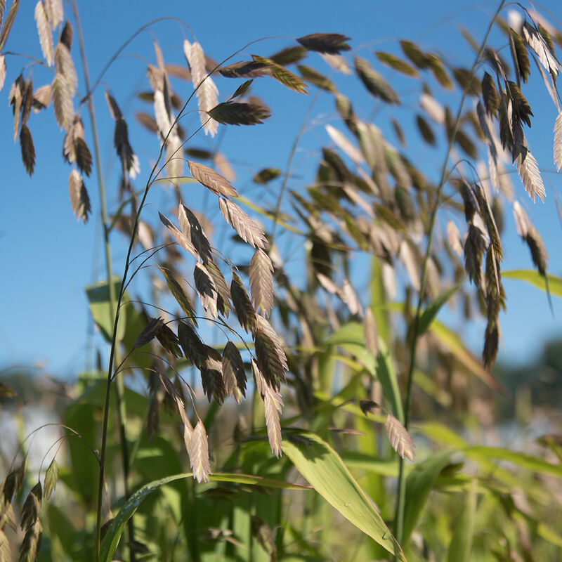 Northern Sea Oats Grasses, Ornamental