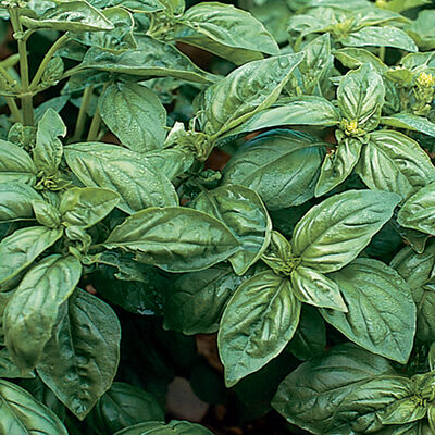 Genoveser Genovese Basil