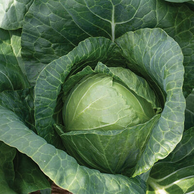 Conqueror Fresh Market Cabbage