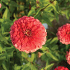 Giant Coral Zinnias