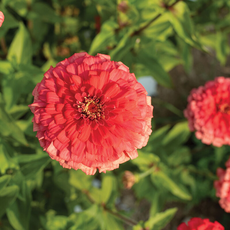 Giant Coral Zinnias